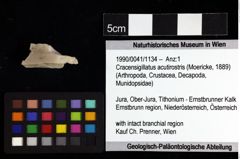 Foto (Objket + Etiketten) von Cracensigillatus acutirostris (Moericke, 1889) 